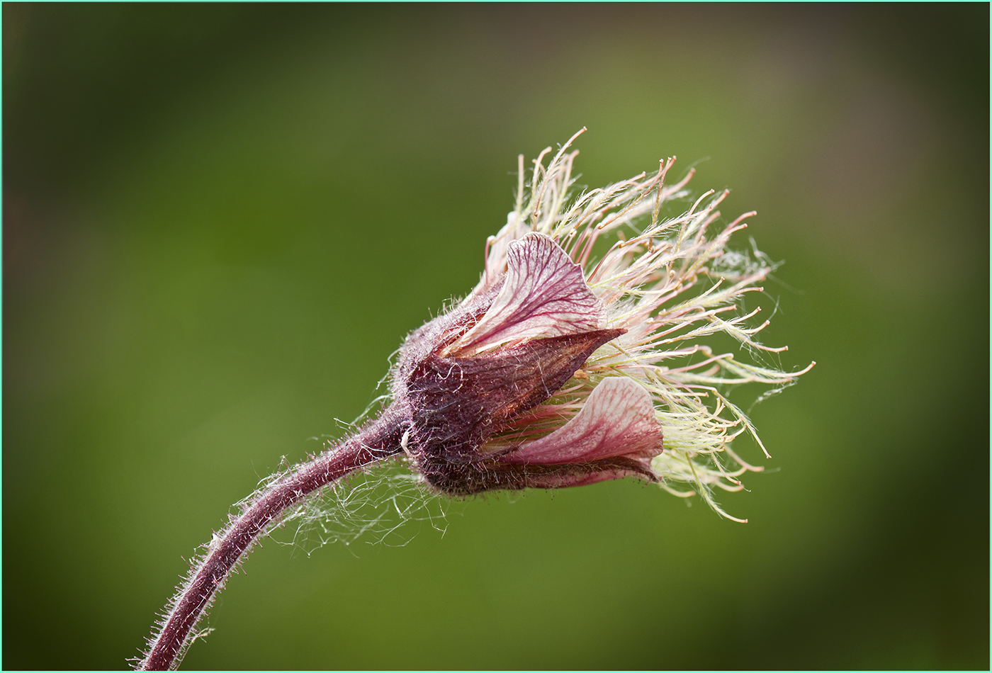 Blüte Irgendwas