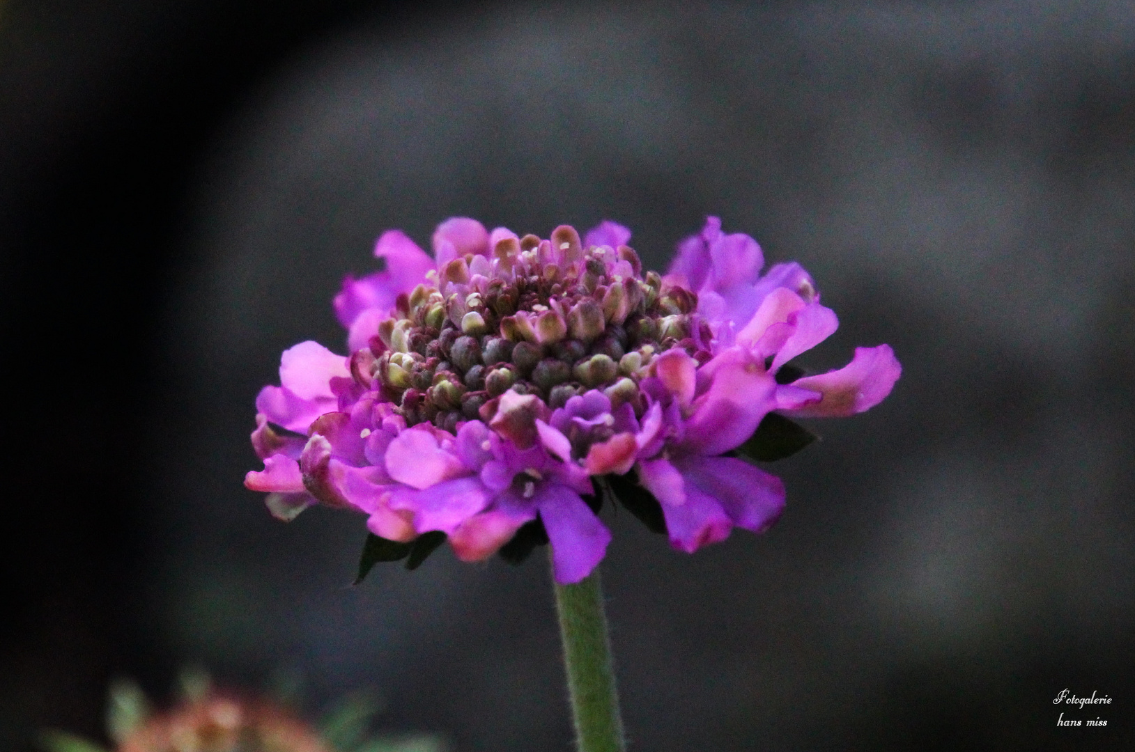 Blüte ist noch nicht ganz offen