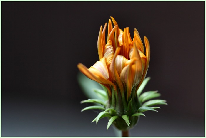 Blüte ist schon verwelkt, doch sie verzaubert trotzdem noch!