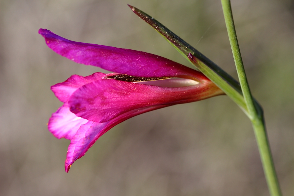 Blüte Italienische Gladiole