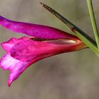 Blüte Italienische Gladiole