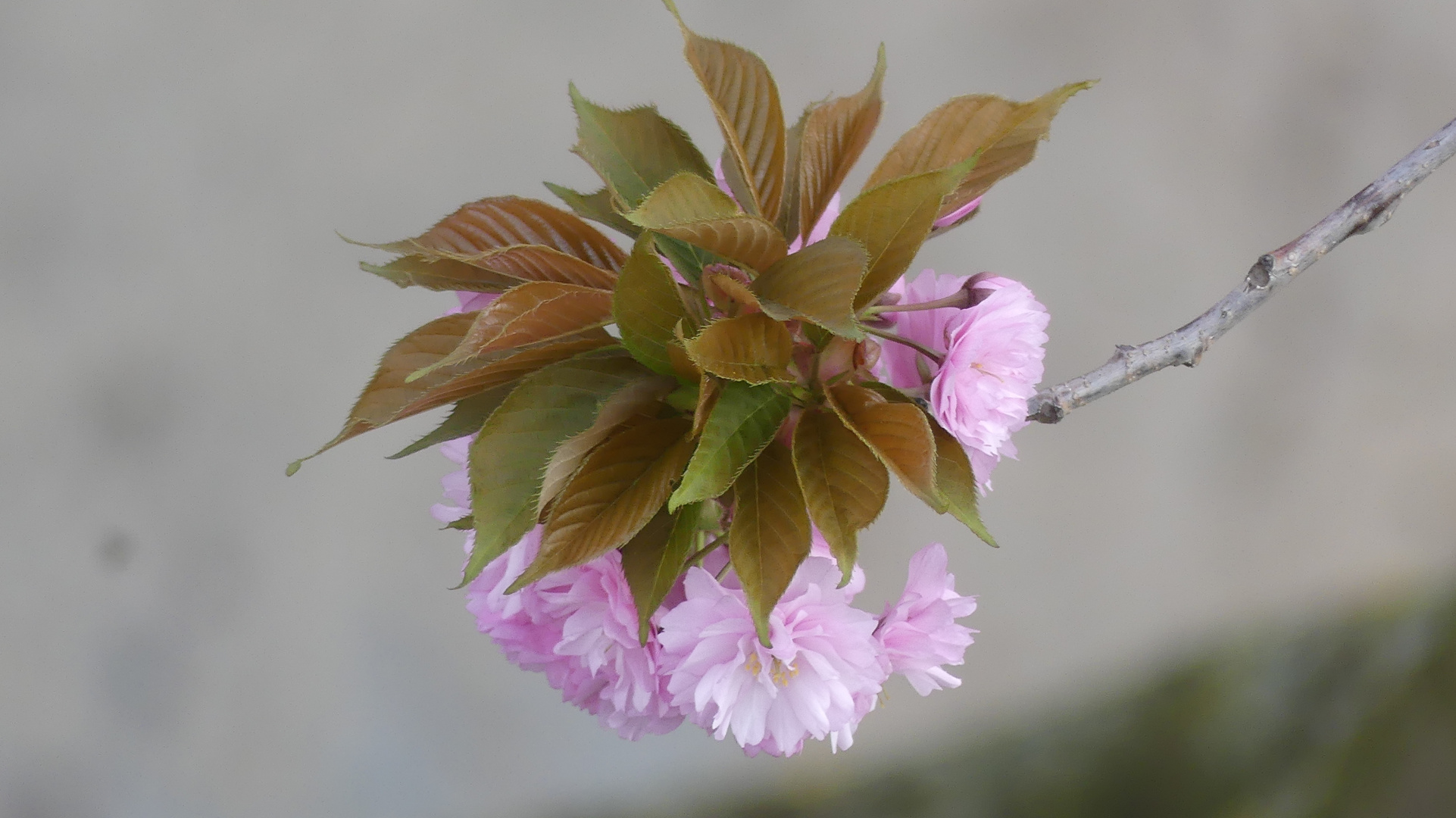 Blüte (Japanische Zierkirsche)