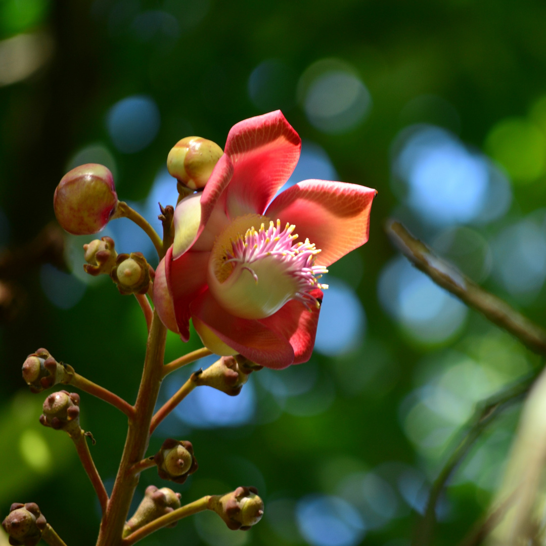 Blüte Kanonenkugelbaum