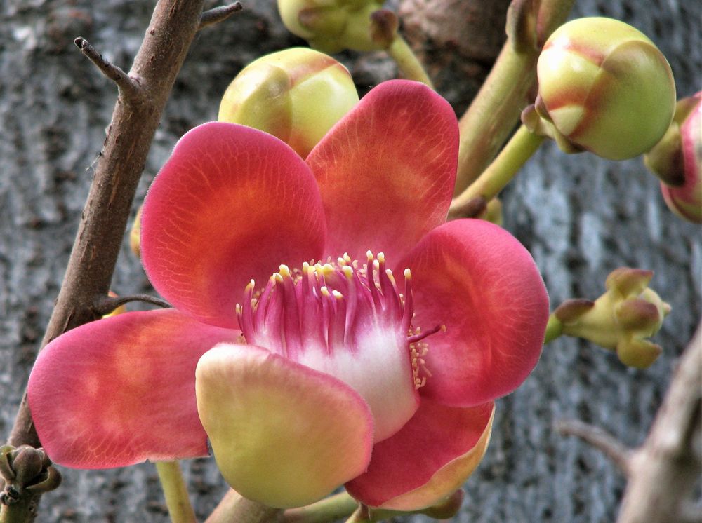 Blüte Kanonenkugelbaum