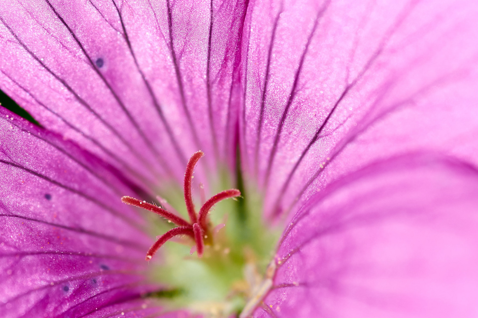 Blüte - keine Ahnung wie die Pflanze heißt :)