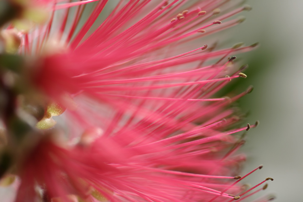 Blüte - keine Ahnung wie sie heißt!