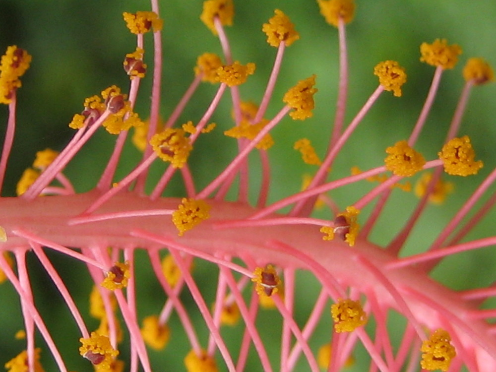 Blüte kenn' ich nicht. Brasilien- Schnappschuß