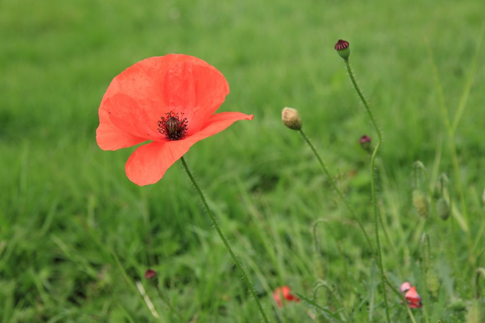 Blüte, Knospe und Kapsel des Klatschmohn