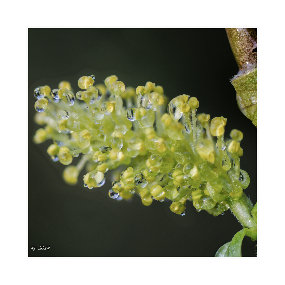 Blüte Korkenzieherbaum