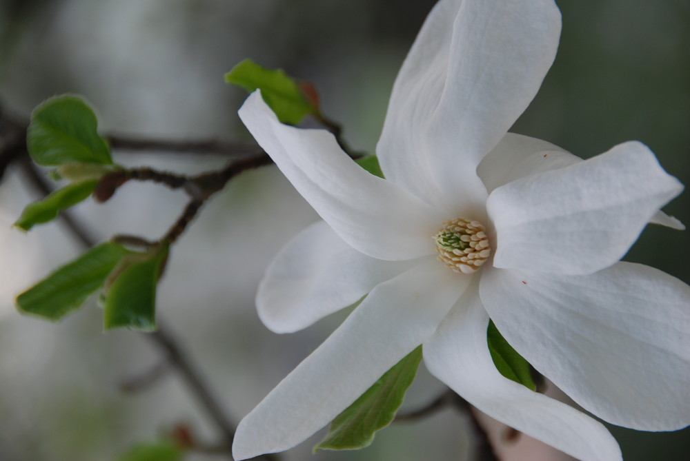 Blüte Kurpark Wiesbaden