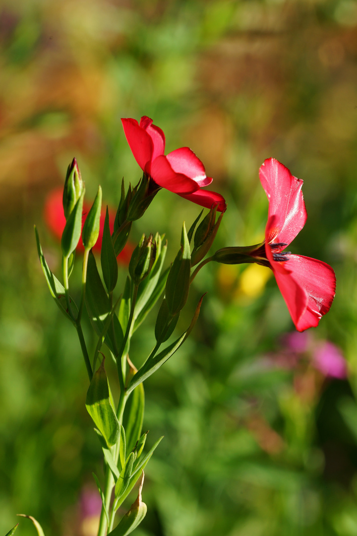 Blüte Lein.