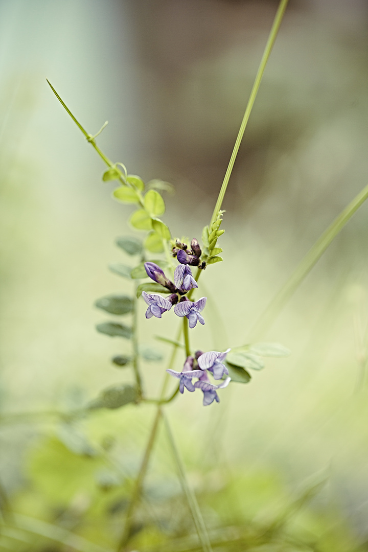 Blüte, lila