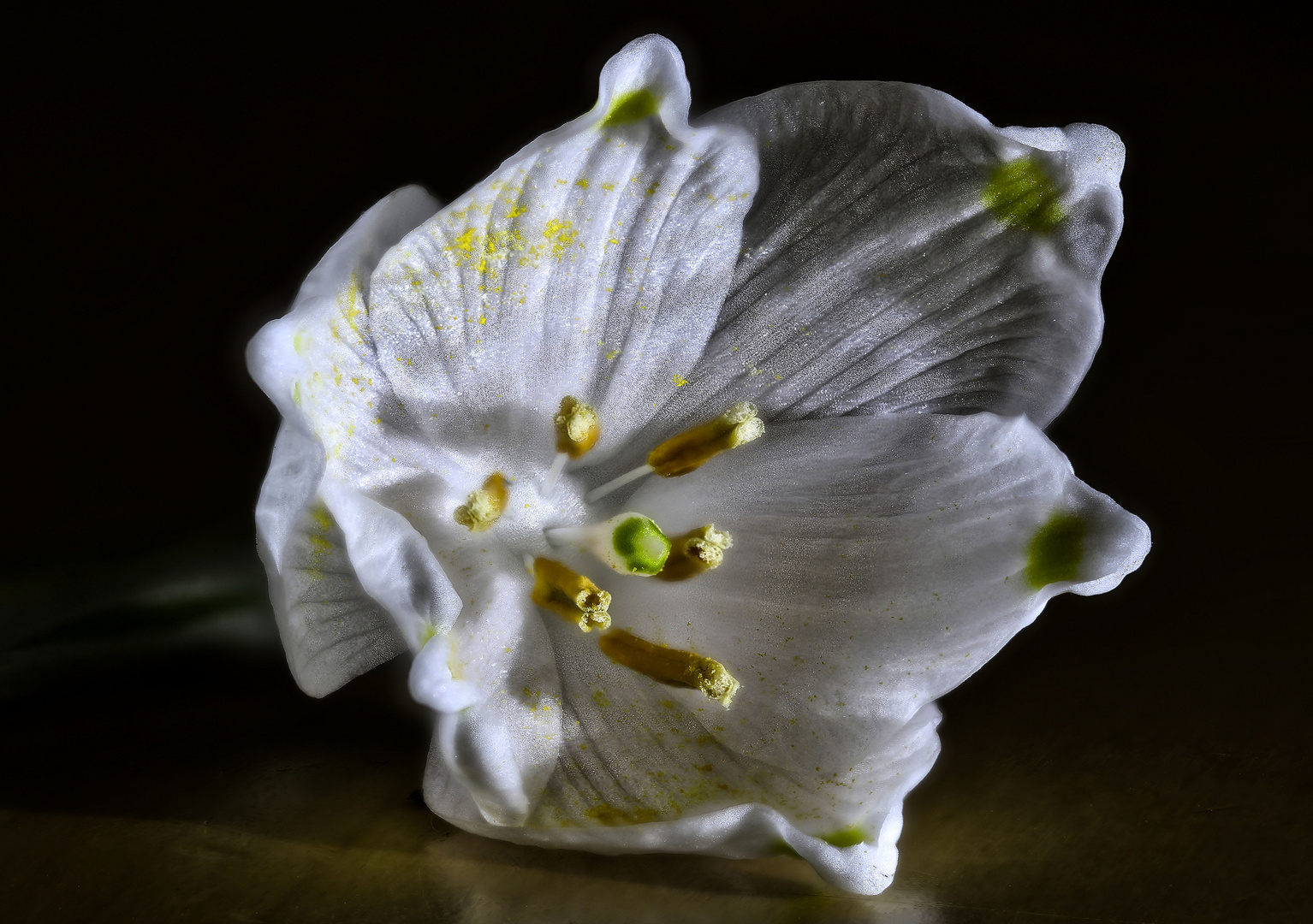 Blüte - Märzenbecher Fokusstacking