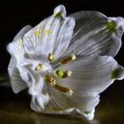Blüte - Märzenbecher Fokusstacking
