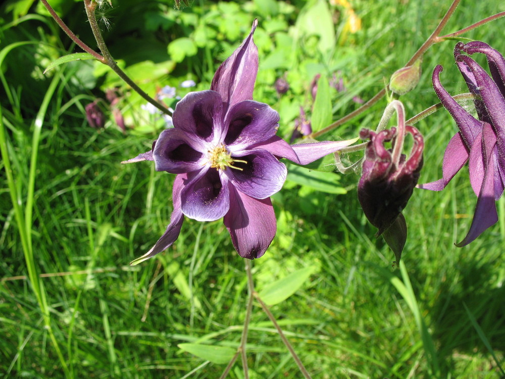 Blüte Mai 2009