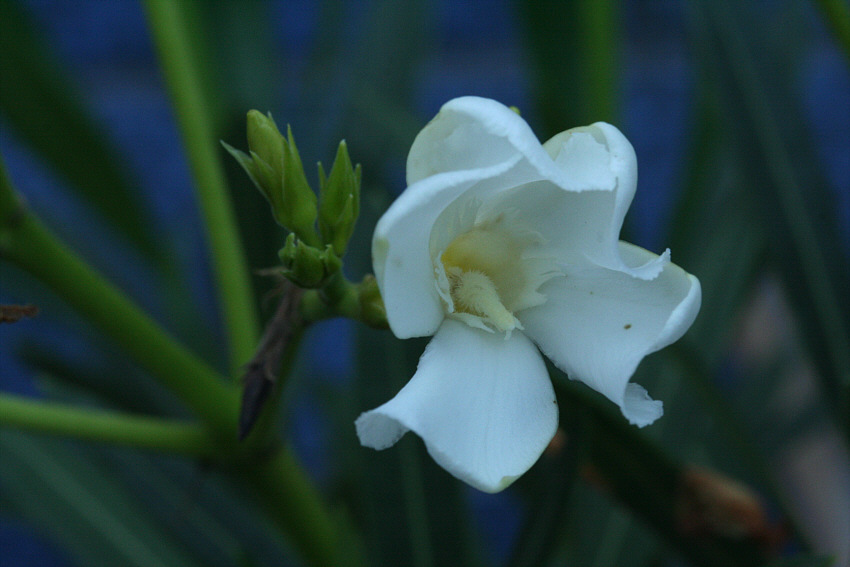 Blüte: Makro