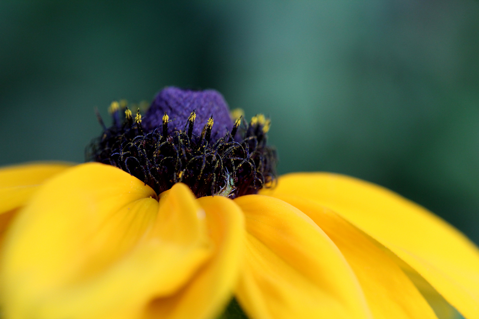 Blüte Makro