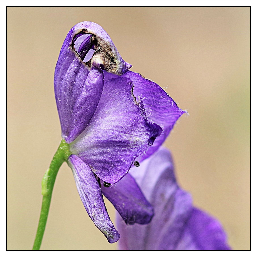 Blüte Makro