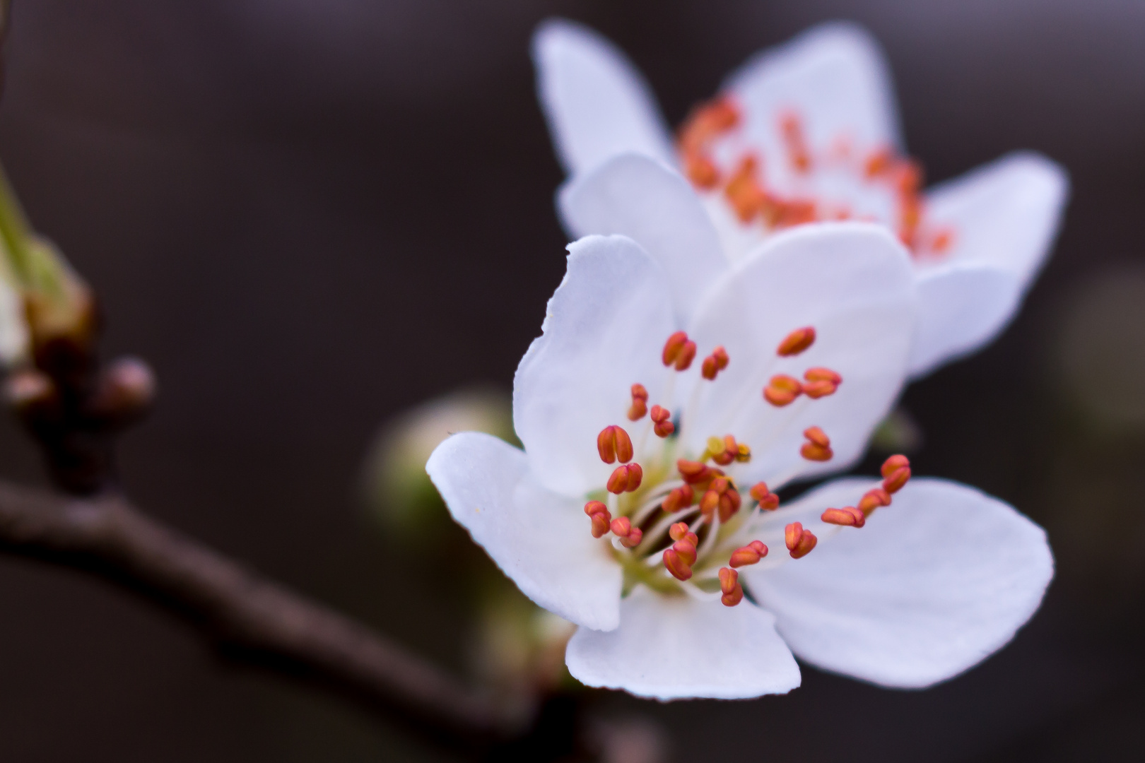 Blüte Makro