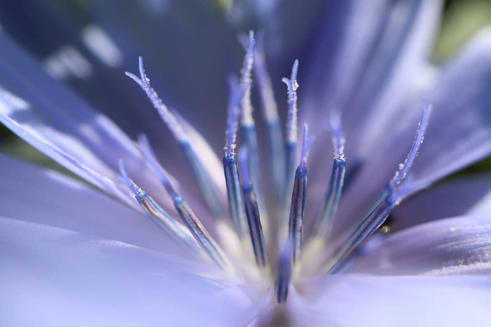 Blüte | Makrofotografie