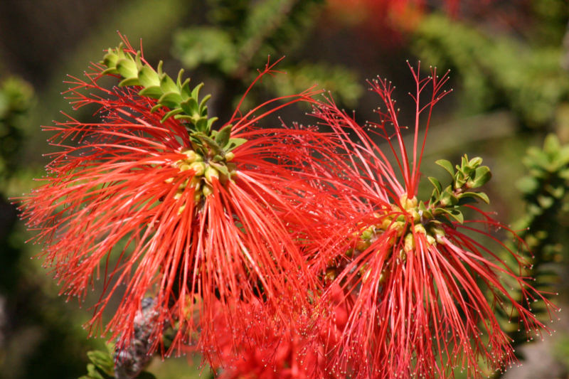 Blüte mal ohne Ameisen