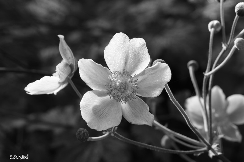 Blüte mal schwarz/weiss