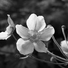 Blüte mal schwarz/weiss