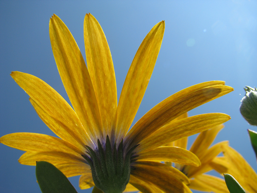 blüte mal von unten