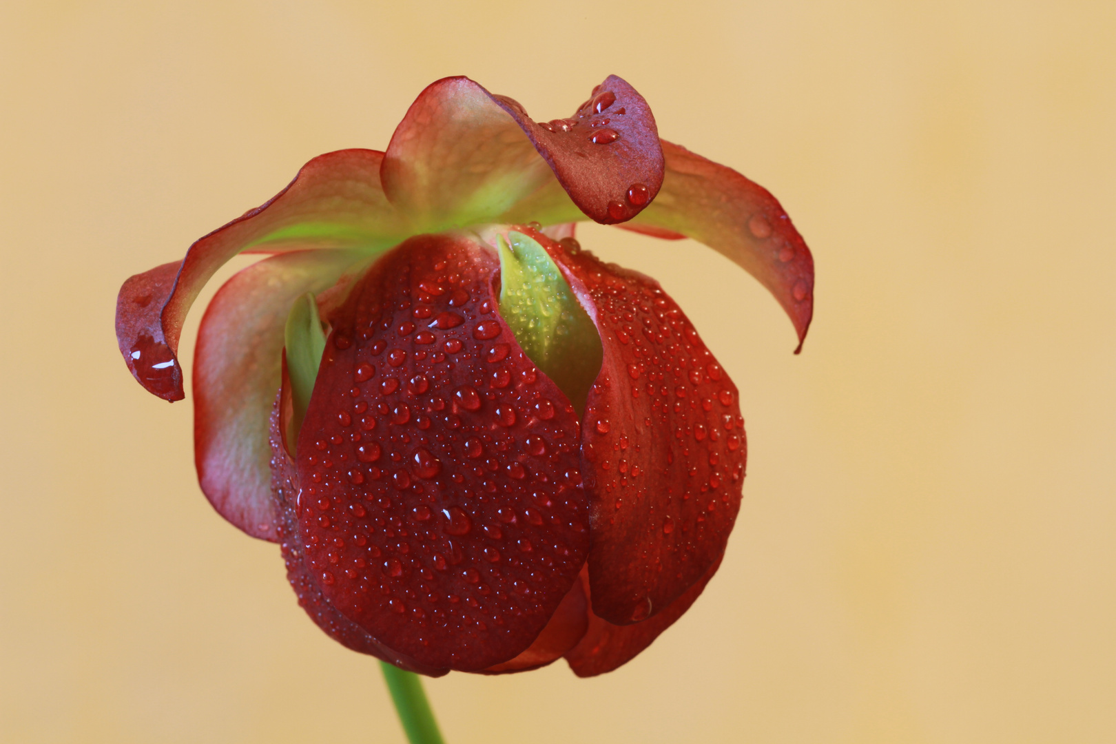 Blüte meiner fleischfressenden Pflanze