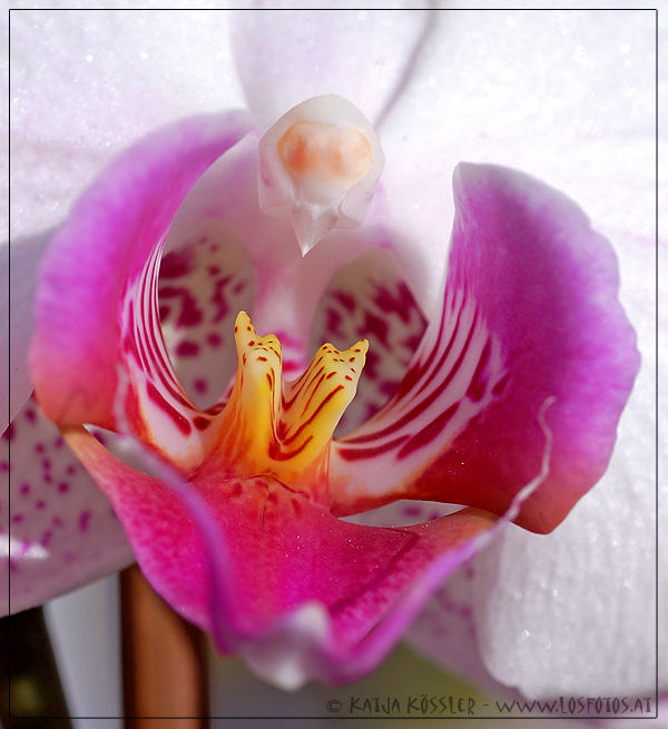 Blüte meiner Phalaenopsis