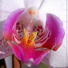 Blüte meiner Phalaenopsis