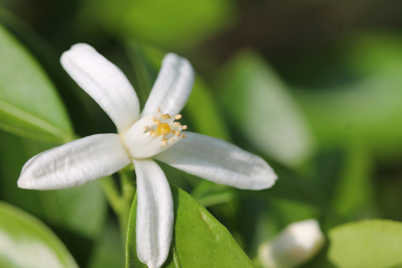 Blüte meines Mandarinenbäumchens