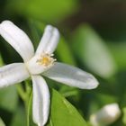 Blüte meines Mandarinenbäumchens