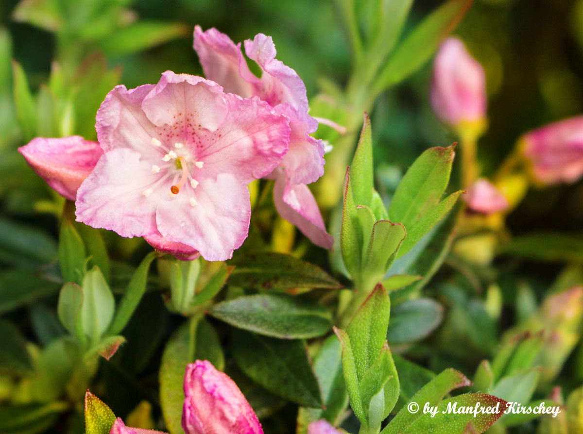 Blüte meines Zwerg-Rhododendron