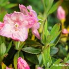 Blüte meines Zwerg-Rhododendron