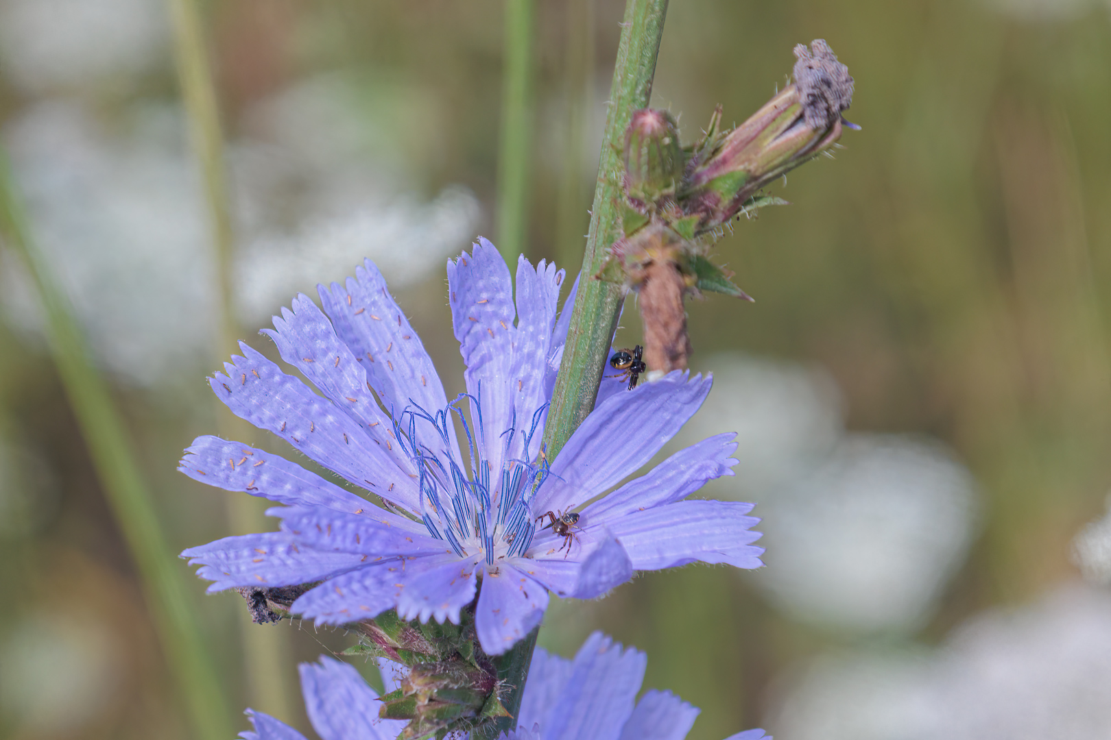 Blüte mit 2 Besuchern