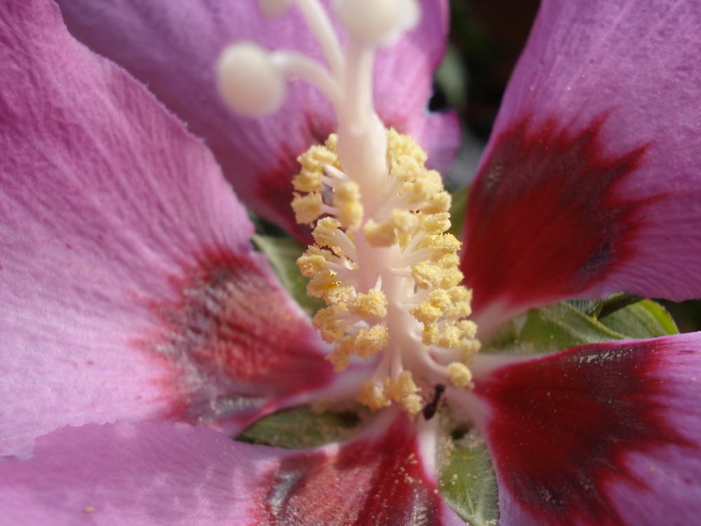 Blüte mit Ameise