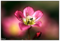 Blüte mit Ameise