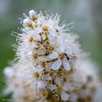 Blüte mit Ameisenbesuch