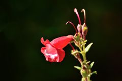 Blüte mit Antennen.