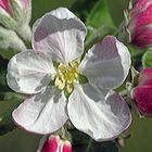 Blüte mit Begleitschutz