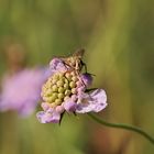 Blüte mit Beigabe...