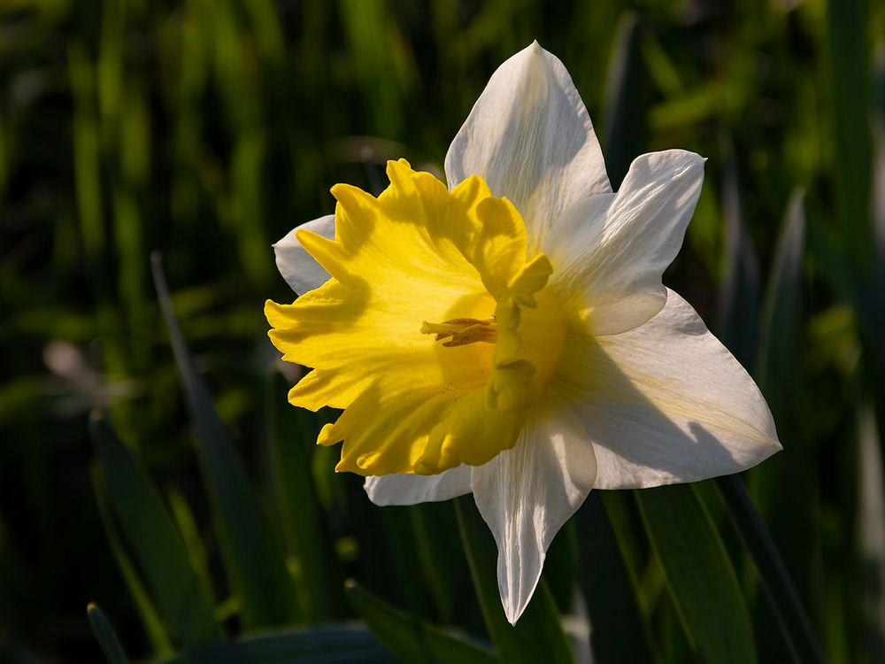 Blüte mit Beleuchtung ....