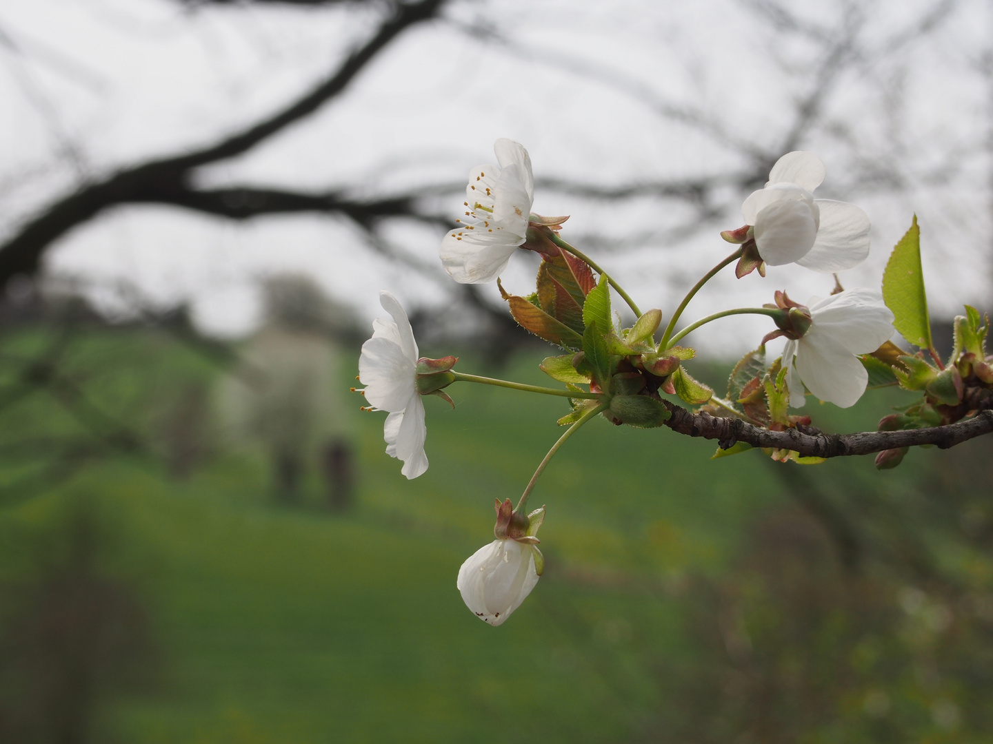 Blüte mit bergischer Landschaft