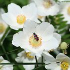 Blüte mit Besuch....