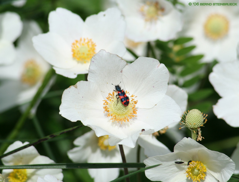 Blüte mit Besuch....