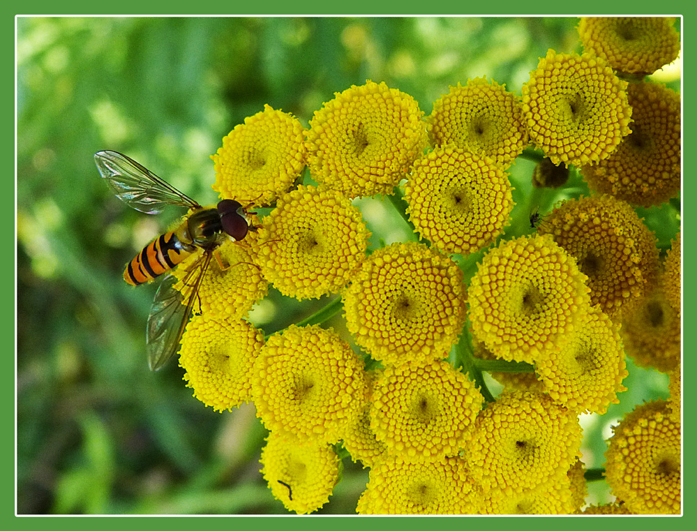 Blüte mit Besuch