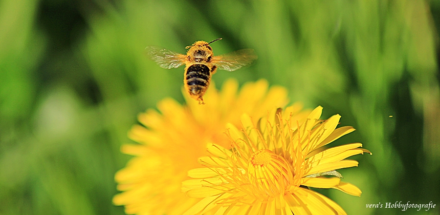 Blüte mit Besuch