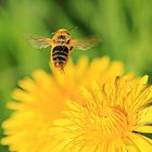 Blüte mit Besuch