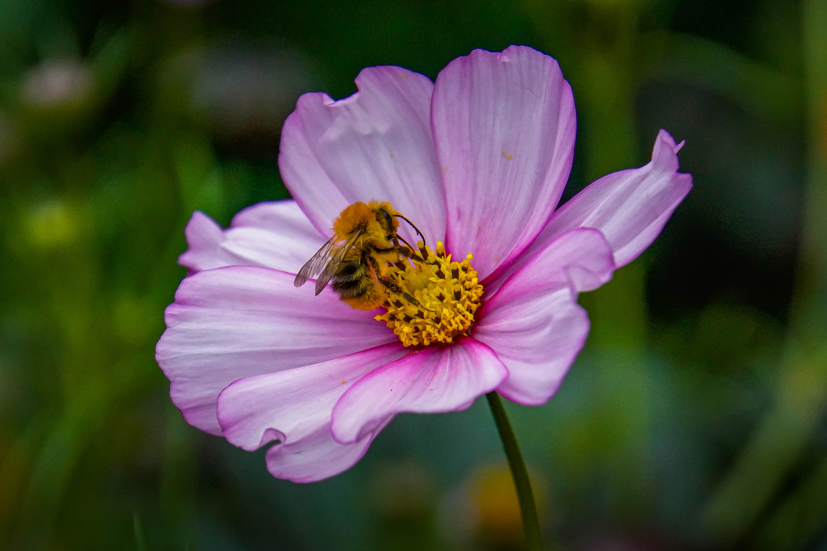 Blüte mit Besuch